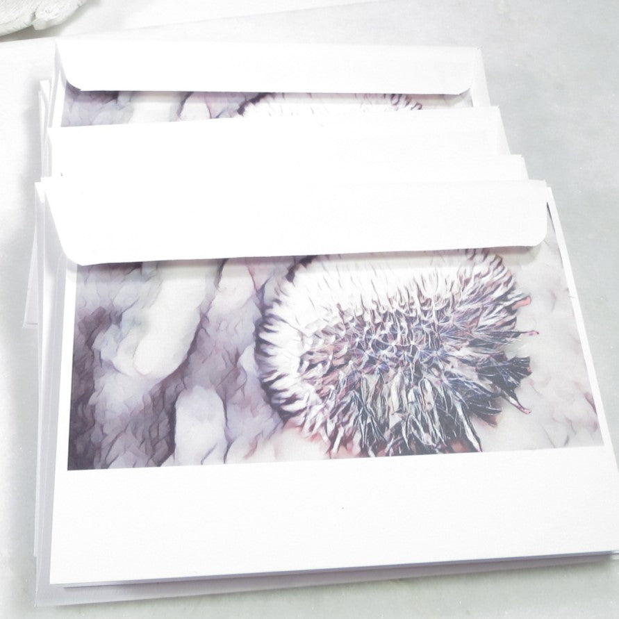 Dandelion Cards